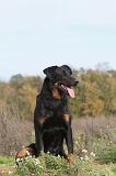 BEAUCERON 357